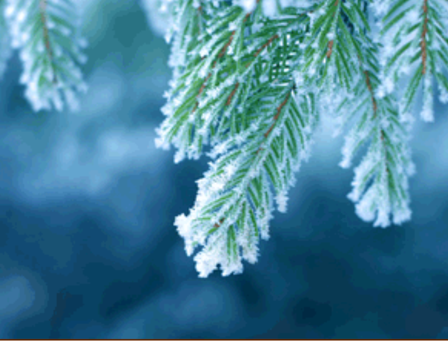 Photo of pine branches covered with frost with a dark blue background.